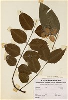 藏品(阿勃勒)的圖片